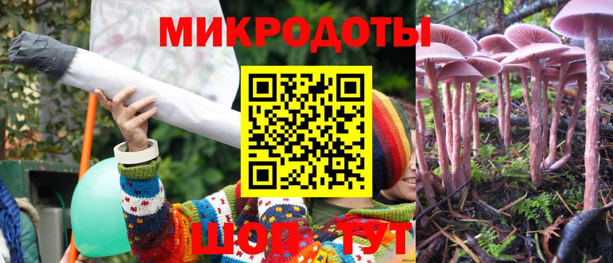 Псилоцибиновые грибы Psilocybe Кизилюрт